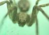 Philodromus sp.